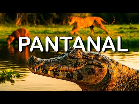 A Vida Selvagem Do Pantanal Brasileiro | Sobreviva Se Puder (DOCUMENTÁRIO 4K)