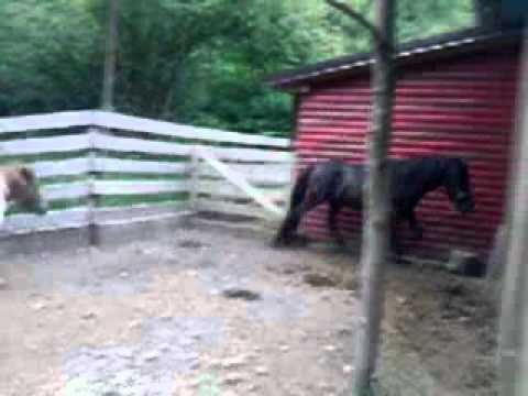 /// : Lasta : ///  -KK Vrelo