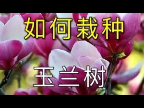 玉蘭樹