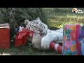 Big Cats Freed From The Circus Celebrate Christmas