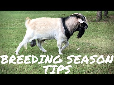 My Top Tips for a Successful Goat Breeding Season