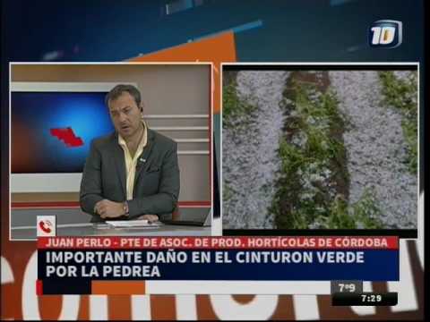 Preocupación en cinturón verde por consecuencias de granizo