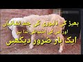 Bheer Ki Delivery Ki Chad Nihasniyan Aur Kuch Ahteyati Tadabeer