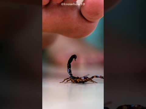 Unseen Dangers: Decoding the Science of Scorpion Venom