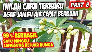 Download lagu The Fastest Way to Get Water Apples to Fruit, Proven to Flower in One Week mp3 Download lagu The Fastest Way to Get Water Apples to Fruit, Proven to Flower in One Week mp3