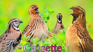 Common quail traping sounds/Zubairkhanofficial
