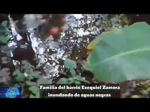 FAMILIAS DEL BARRIO EZEQUIEL ZAMORA MUNICIPIO BARINAS INUNDADAS POR AGUAS SERVIDAS O CLOSCAS