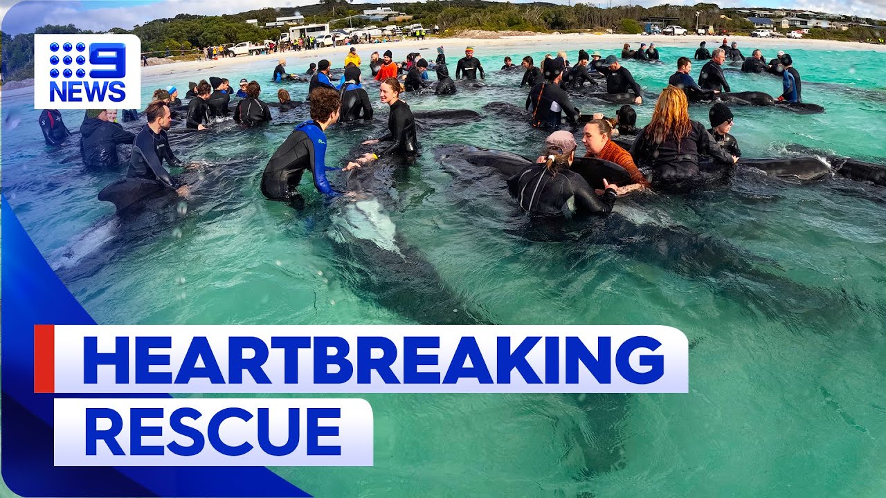 Desperate mission to save whales stranded on WA beach | 9 News Australia