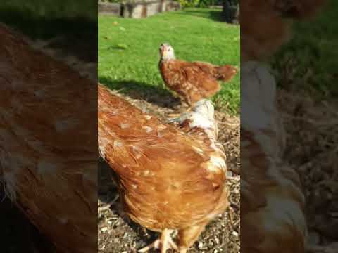 , title : 'Young brown shaver chickens #chicken #hen #rooster'