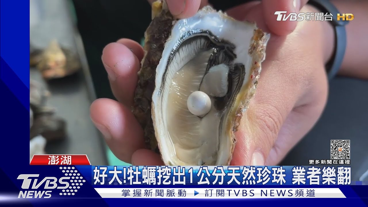 好大！牡蠣挖出1公分天然珍珠　業者樂翻