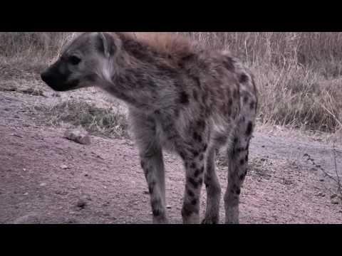 Djuma: Lone Hyena  - 06:36 - 07/04/18