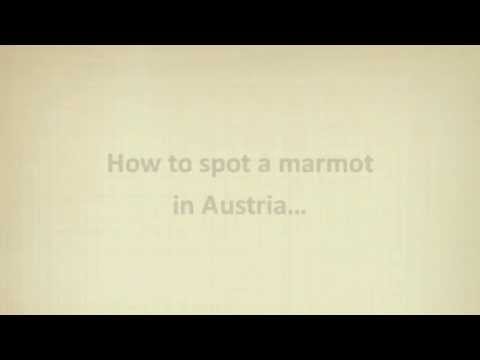 Alpine marmots in Austria