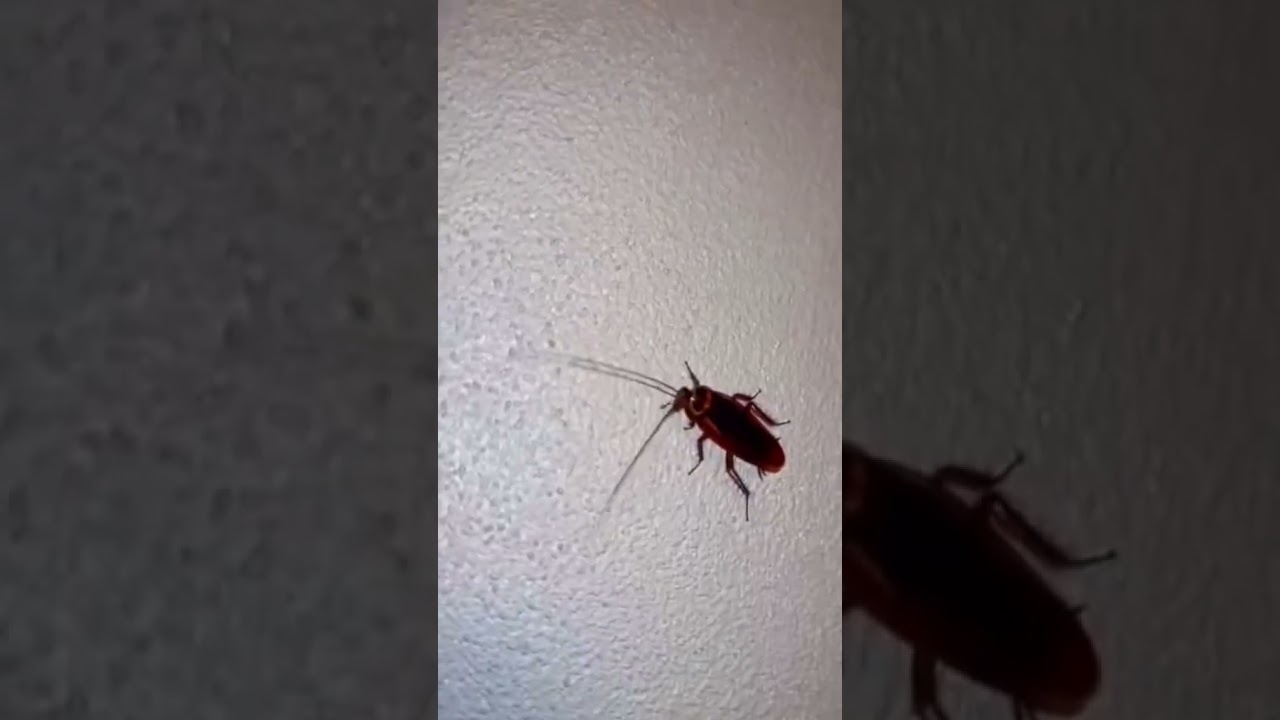 Cockroach Jump Scare