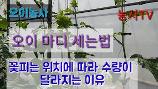 오이재배-오이 마디 세는 법, 꽃피는 위치에 따라 수량이 달라지는 이유.[농사TV]