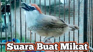 Download lagu Mikat Burung Kaso Kaso Dengan Suara Ini Dijamin Ampuh mp3