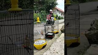 Download lagu Terapi anti glabakan untuk #burung cabe-cabean #kemade mp3 Download lagu Terapi anti glabakan untuk #burung cabe-cabean #kemade mp3