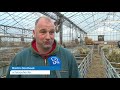 65-jarige Cees zegt kantoorbaan gedag en wordt schaapsherder
