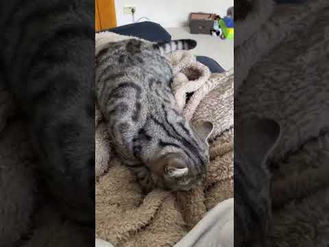 Is it normal for a Neutered cat do those shaking at the end?