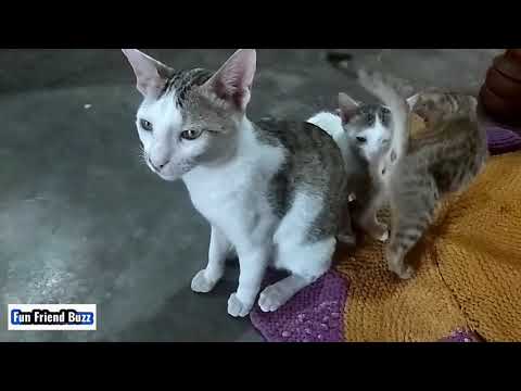 Do Cats Mate With Their Brothers And Sisters  || Fun Friend Buzz