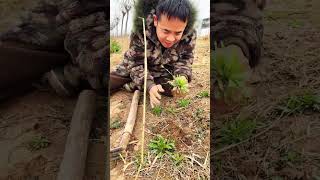 青叶鱼胆 这可是民间的好宝贝，饥荒年代帮助好多人度过难关，它就是小飞蓬，别看不起眼的小草却蕴含着大能量，曾经帮助过许多人！#小飞蓬 #野菜#挖野菜#植物科普#飞蓬草#植物#知识分享#shorts