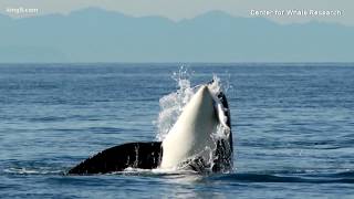 Help save the whales: What can we do?