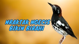 Download lagu ANIS KEMBANG GACOR  kombinasi nraktak ngecis anis kembang betina binal mp3