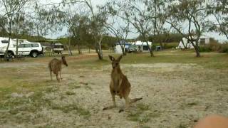 preview picture of video 'kangaroos visitors on campspot'