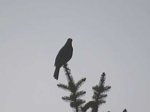 Morgendliches AMSEL-Konzert am 22.04.2023/03.04.1740