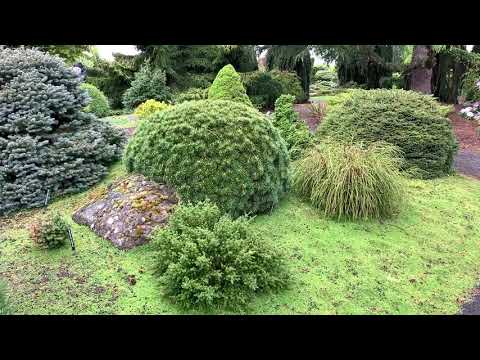 Pinus mugo subspecies uncinata 'Kladsko #3 WB'  April 23, 2020