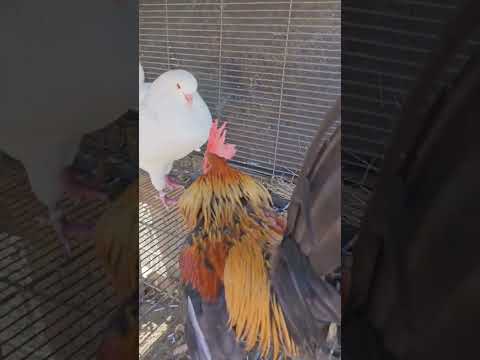 king pigeon versus bantam chicken #bantam #rooster #kingpigeon #youtubeshorts