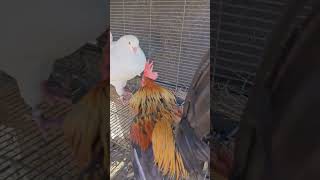 Download lagu king pigeon versus bantam chicken #bantam #rooster #kingpigeon #youtubeshorts mp3