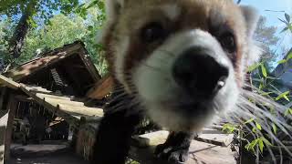 Sweet Red Panda Liu Arrives At Zoo