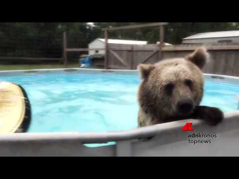 Se l'orso scopre il bagno in piscina ...