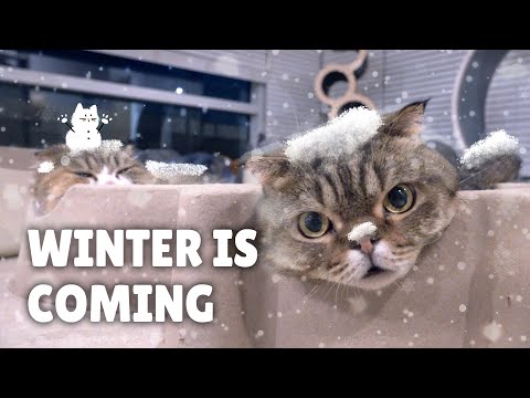 How Do Cats Survive the Winter? | Kittisaurus Villains