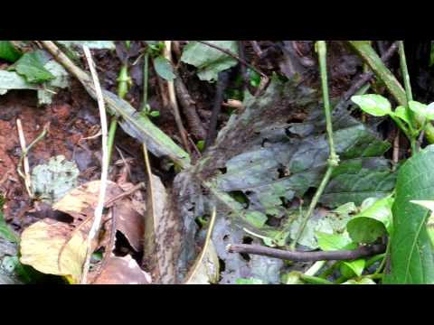 Safari Ants in the Kakamega Rainforest