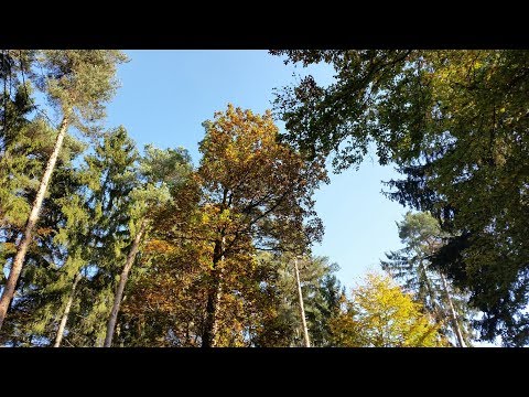 Satsang mit Samarpan: Wir sind in den Armen des Universums.  Wir werden in jedem Moment geliebt.