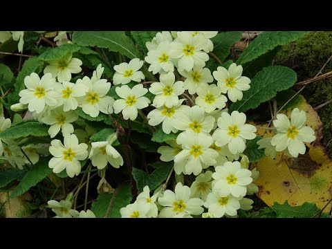 Flor de San José - Primula vulgaris