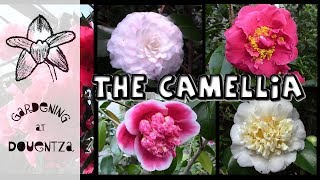 Growing Camellias - the most breathtaking varieties