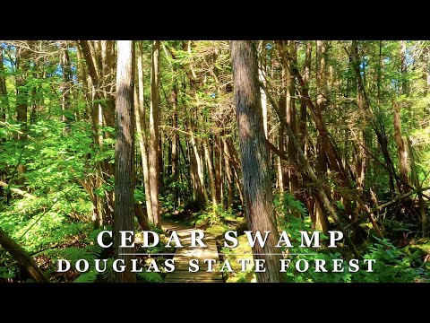 Cedar Swamp Douglas State Forest - Douglas, MA - 4K Relaxing Scenic Forest Walk with Binaural 🎧