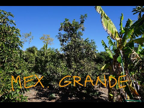 Mexicola Grande (3-1-1) avocado tree: a profile
