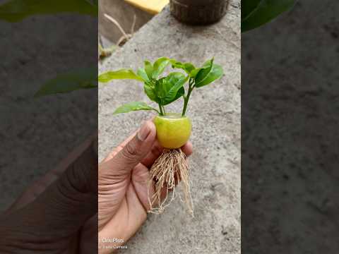 Grow lemon by unique way 🍋 #shorts  #youtubeshorts #viralshorts #lemonfruit #growlemongrass