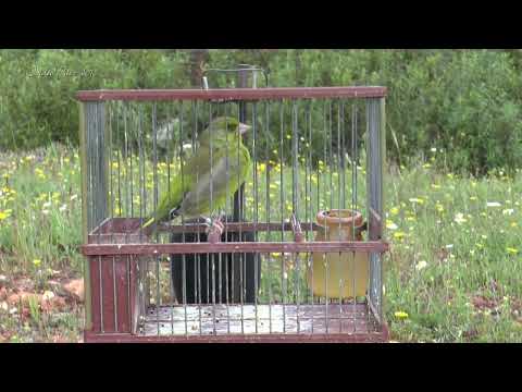 European GREENFICH SINGING 🏆 Champion BIRD