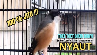 Download lagu burung cendet gacor TOET TOET MEWAH buat PANCINGAN CENDET AGAR BUNYI bikin BURUNG PENTET GACOR NYAUT mp3