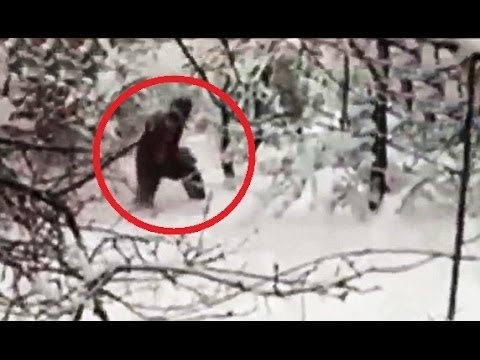 It's Real Russian Hour-Rare Bigfoot Sighting TOP 10 REASONS NOT TO GO TO RUSSIA