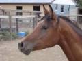 Arabian Horse with Music 