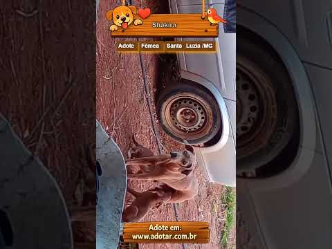 Vídeo de Shakira