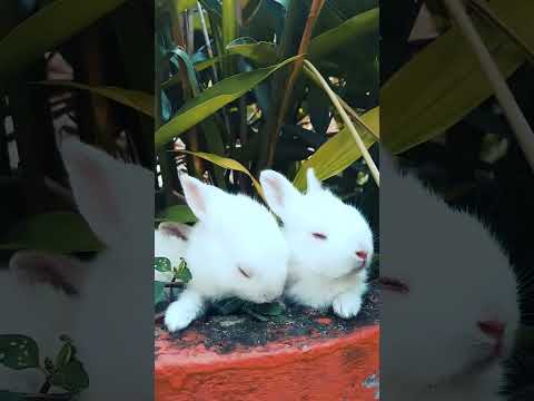 beautiful video.  three rabbits 🐇🐇🐇🪴🪴🪴#2023