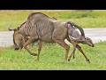 Wildebeest Baby Refuses To Wait And Tries Running Away During Birth