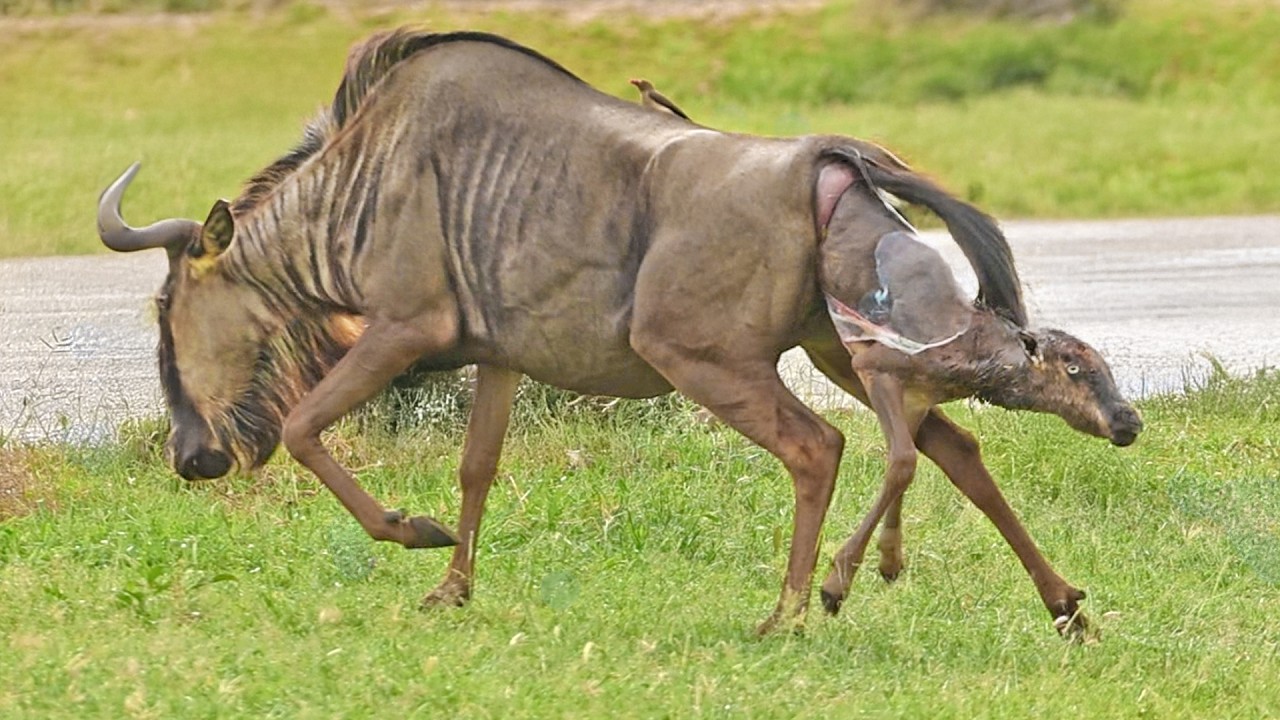 Wildebeest Baby Refuses to Wait and Tries Running Away During Birth