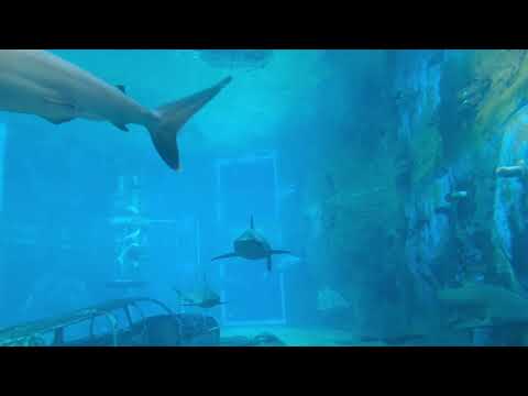 Blues Rock Original Instrumental "Shark"